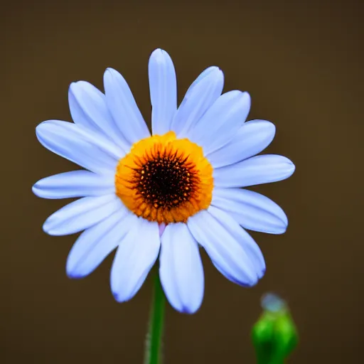 Prompt: a lonely daisy on a rainy night, award-winning photography