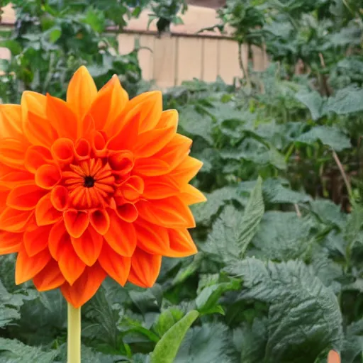 Prompt: a funny orange dahlia flower monster