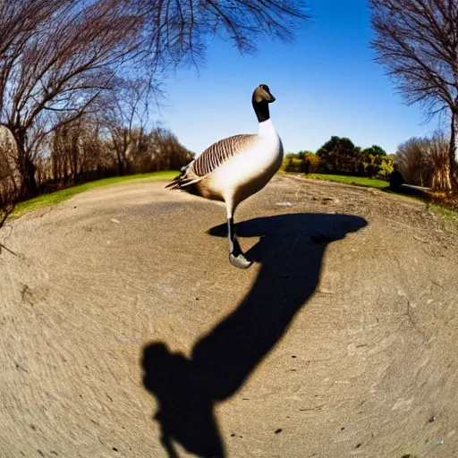 Prompt: goose with its beak right into the camera outdoors, fish eye lens photo, ultra wide angle