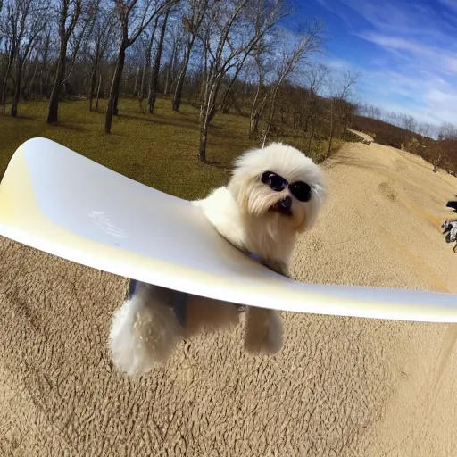 Prompt: a cream-colored havanese hang gliding, gopro photo, 4k