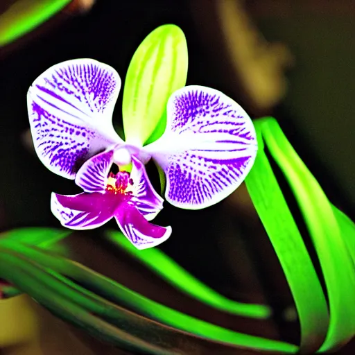 Image similar to orchid glowing in the dark