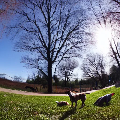 Image similar to a dog’s eye view of the dog park