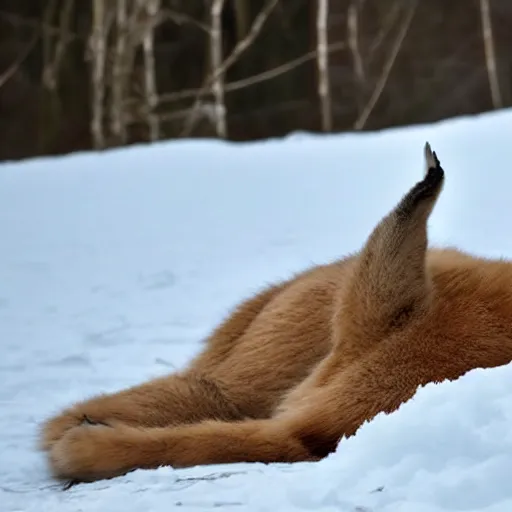 Prompt: fullbody photo still of sleepy fat chubby caracal, lying sleeping on snowy ice, big stomach, fullbody, sunny winter day