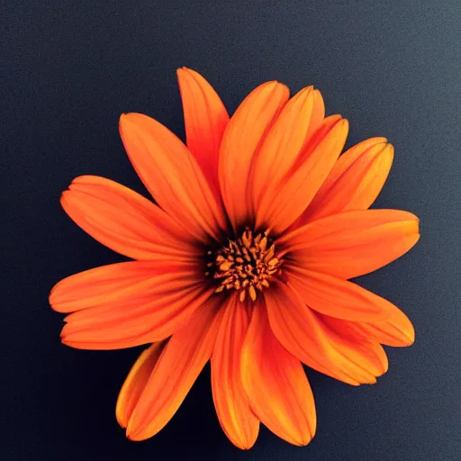 Prompt: a closeup photo of an orange flower with solid black background
