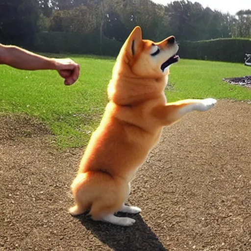 Image similar to photo of a real life ssj2 shiba inu shooting a kamehameha