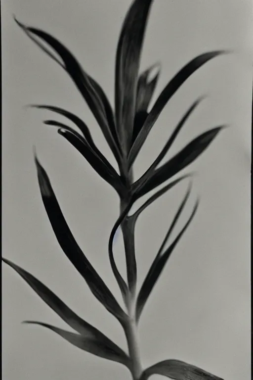 Prompt: botanical poster, shot with hasselblad, photography, very soft diffuse lights, by dorothea lange and horst p horst, fine film grain, d