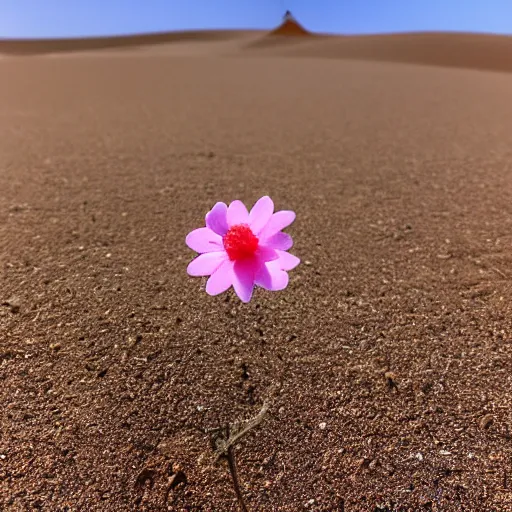 Image similar to a single small pretty desert flower blooms in the middle of a bleak arid empty desert next to a topaz crystal partly revealed, background sand dunes, clear sky, low angle, dramatic, cinematic, tranquil, alive, life.