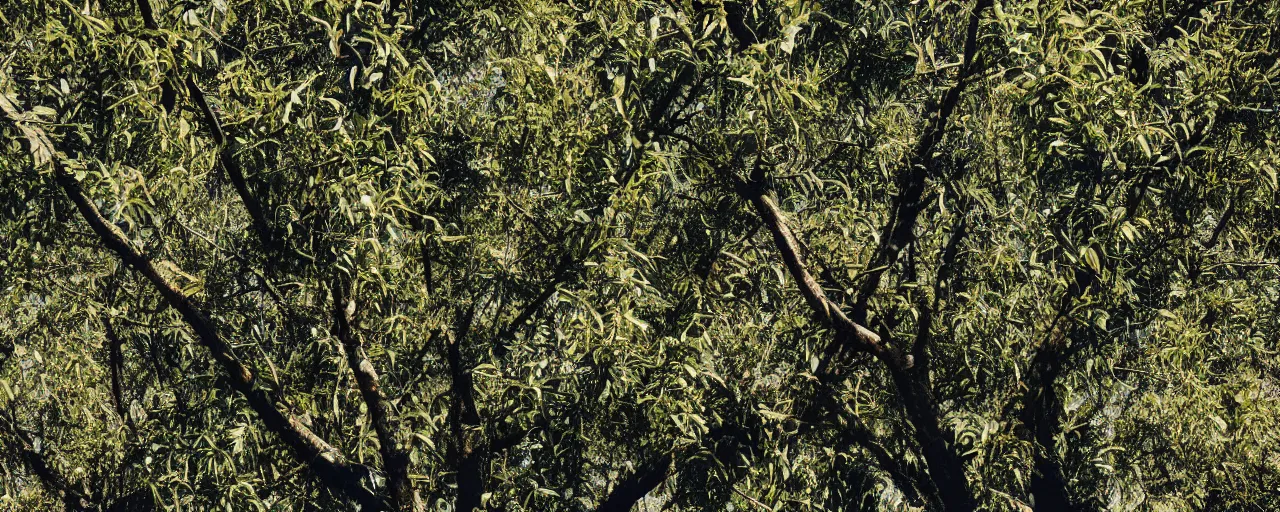 Prompt: wide angle photo of spaghetti growing in an tree orchard, canon 5 0 mm, cinematic lighting, photography, film, retro, kodachrome