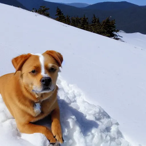 Image similar to a dog on the top of a snow mountain