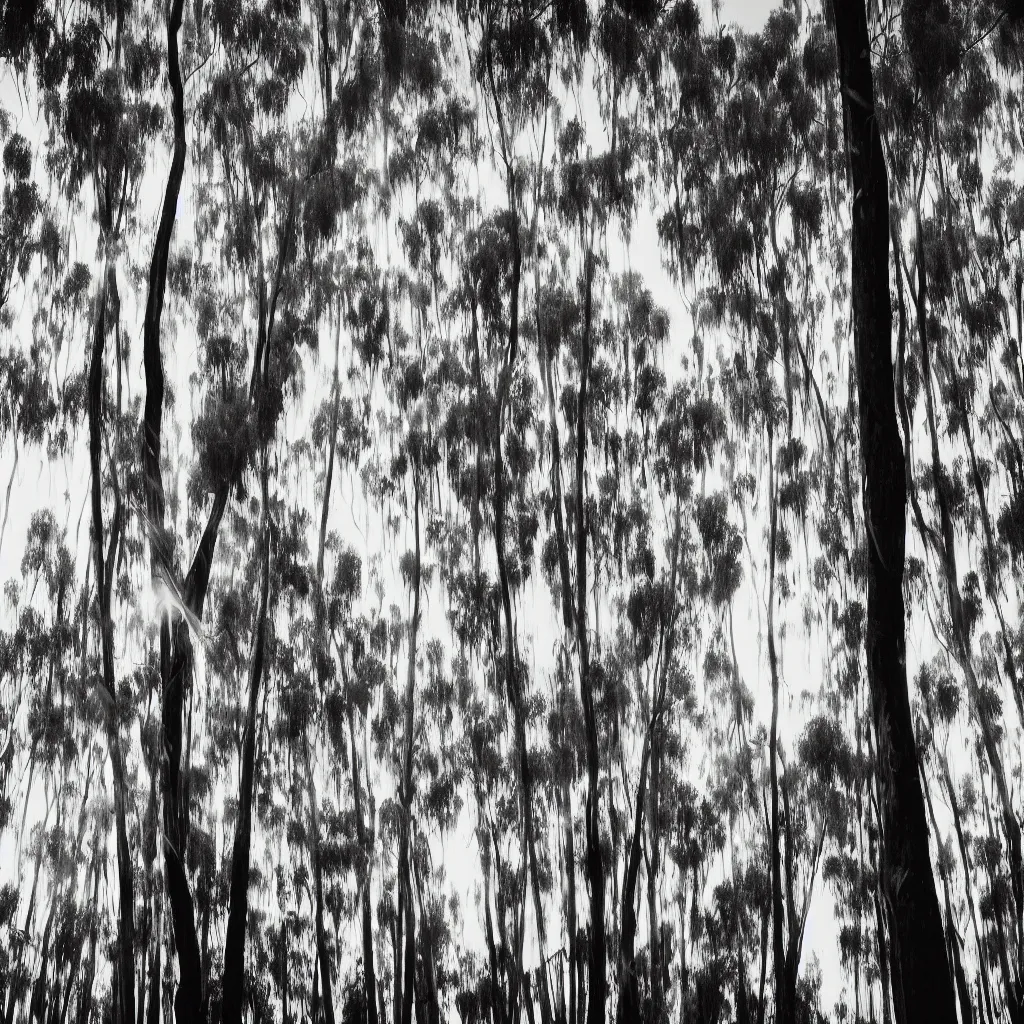 Image similar to long exposure photograph of eucalyptus trees, strong wind, back light, dslr, photographed by trent parke