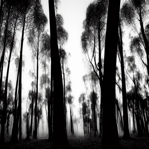 Image similar to long exposure photograph of eucalyptus trees, strong wind, back light, dslr, photographed by trent parke