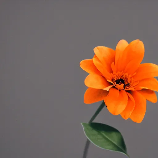 Image similar to a closeup photo of an orange flower with solid black background