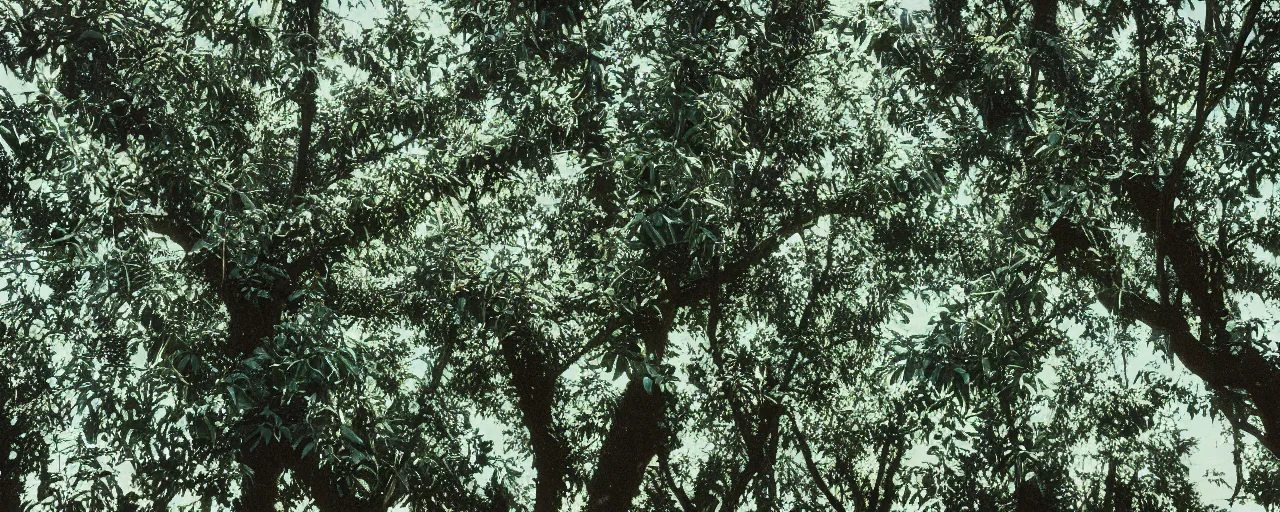 Image similar to wide angle photo of spaghetti growing in an tree orchard, canon 5 0 mm, cinematic lighting, photography, film, retro, kodachrome