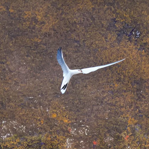 Prompt: professional bird photography taylor swift as a swift soaring through the sky, award winning nature photographer alejandro prieto