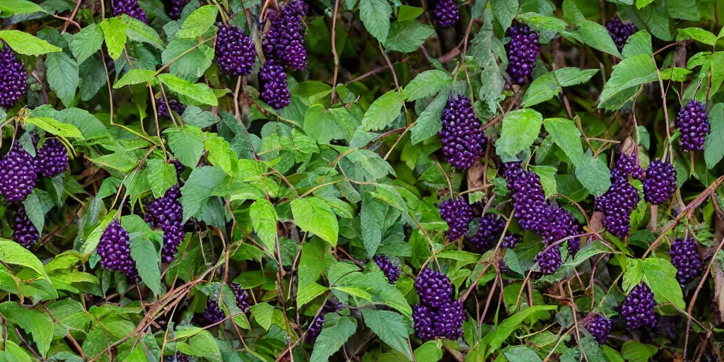 Prompt: Forest creatures with elf ears and silver eyes eat large purple berries in a clearing of strange plants