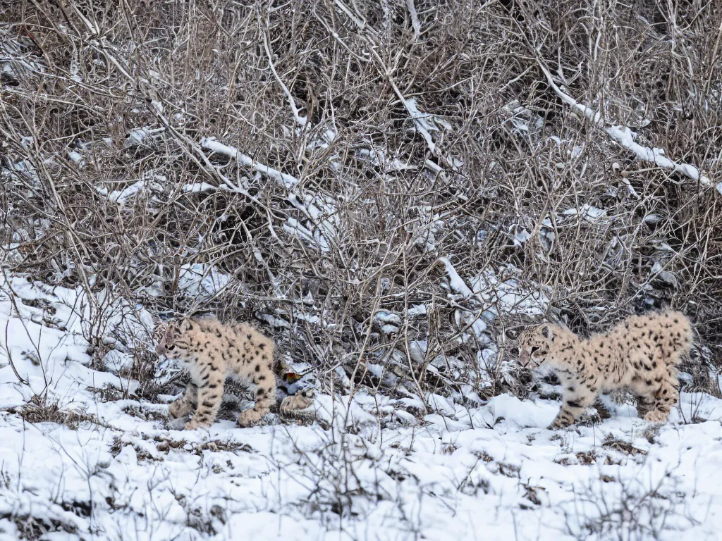 Image similar to A photograph of a baby snow leopard walking in the snow .560mm,ISO400,F/9,1/320,Canon EOS 7D Mark II.