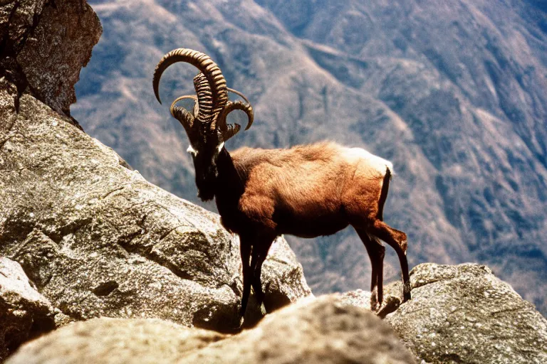 Prompt: a photo of a kakuna ibex in its natural habitat, kodak ektachrome e 1 0 0 photography