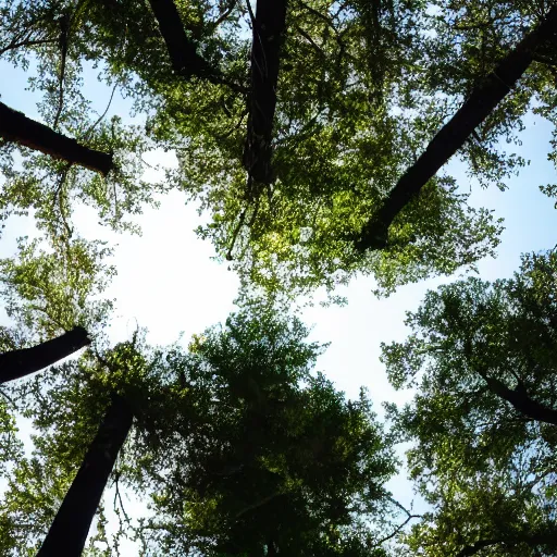 Image similar to looking up into the tree canopy seeing a circular area of the blue sky