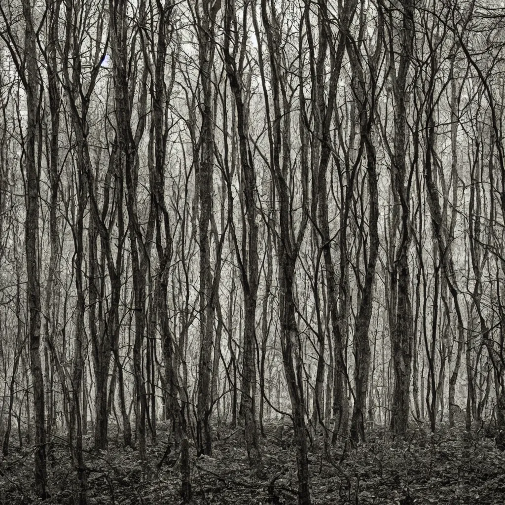 Image similar to Dark and macabre forest