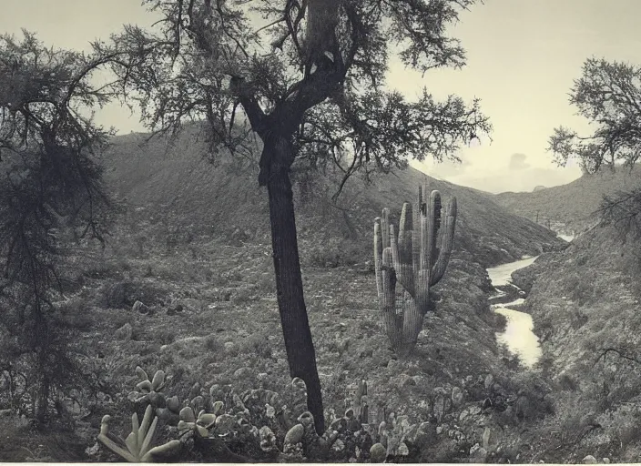 Prompt: Overlook of a river flowing through a cactus forest, albumen silver print by Timothy H. O'Sullivan.