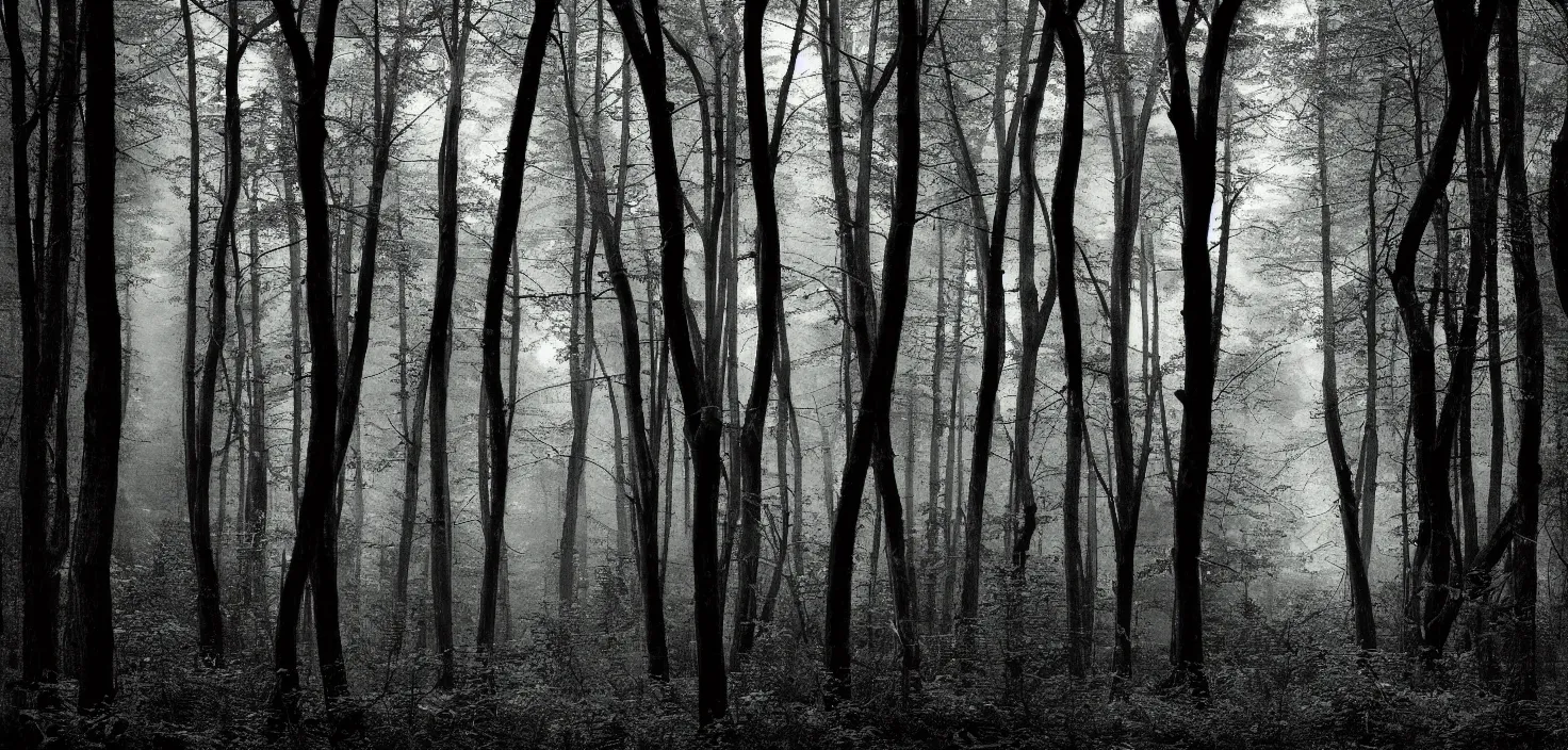 Image similar to dark forest by chambers tom