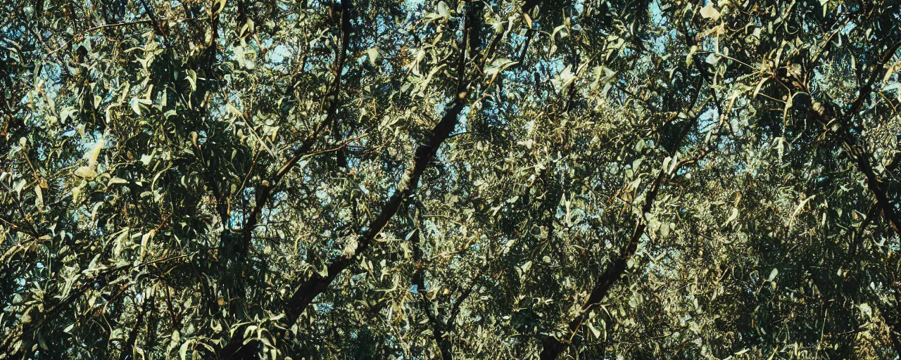 Image similar to wide angle photo of spaghetti growing in an tree orchard, canon 5 0 mm, cinematic lighting, photography, film, retro, kodachrome