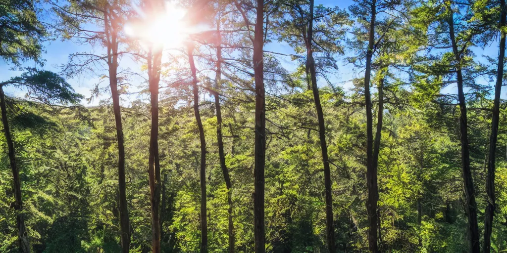 Prompt: view looking out over sunlit treetops with bright blue sky overhead, photograph, 4 k