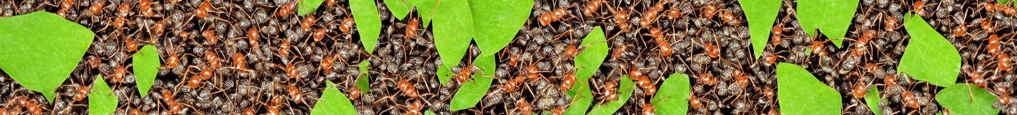 Image similar to singlefile line of ants carrying leaves