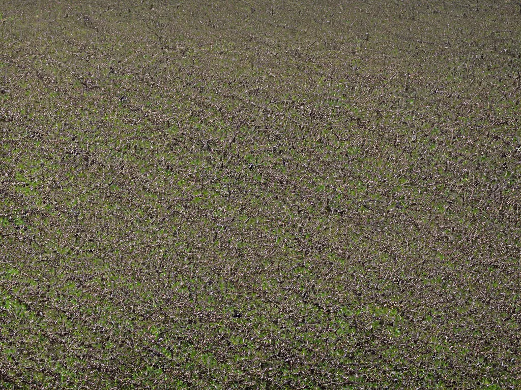 Prompt: army of seeds marching towards an impressive epic ant hill, somber lighting, dynamic