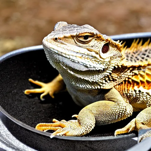 Image similar to bearded dragon basking in a frying pan