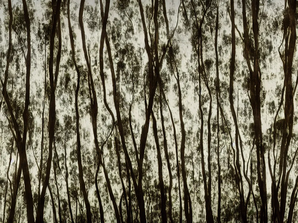 Prompt: double exposure photograph of tens of eucalyptus trees, soft light, autumn, in the style of edward steichen and klee,