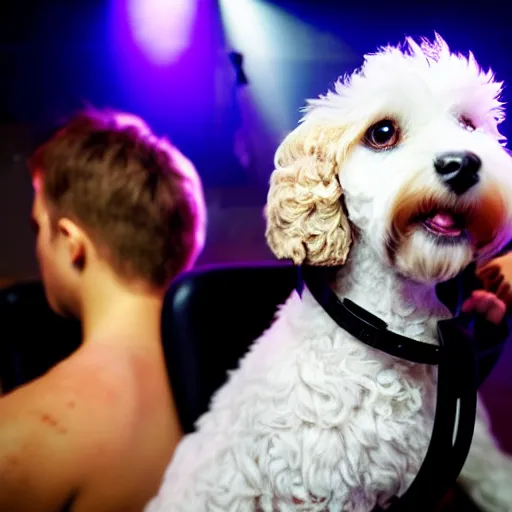 Prompt: a white cockapoo wearing headphones in a nightclub