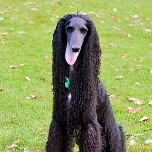 Prompt: Afghan Hound crossbreed with Curly coated retriever, photo