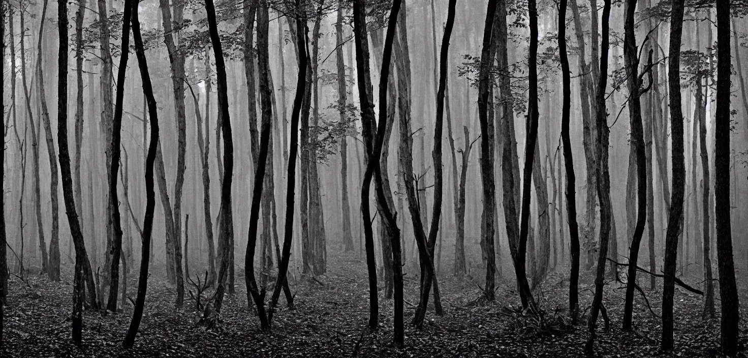 Image similar to dark forest by beaton kate