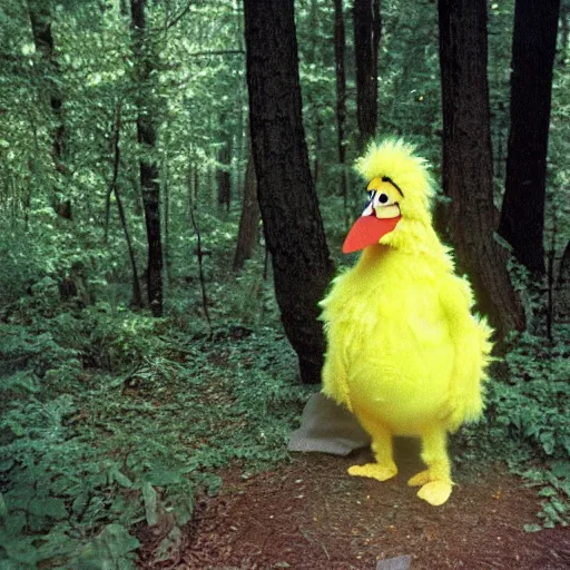 Image similar to big bird from Sesame Street camping in the woods, 1960s color photograph