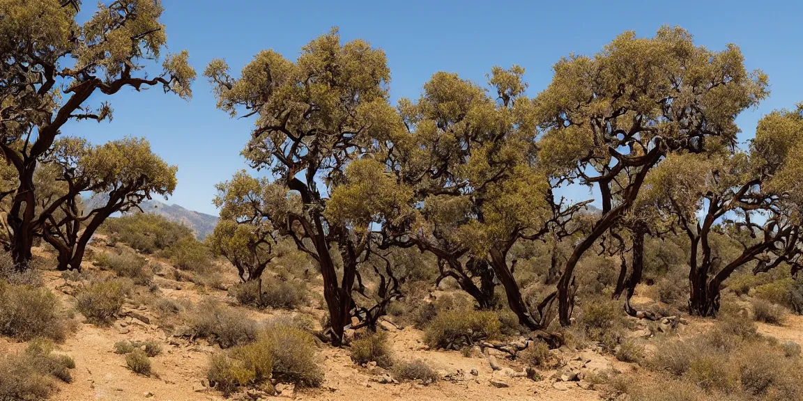 Prompt: California Chaparral environment, Mt. Diablo. Large Manzanita trees, Coyote Brush, Hollyleaf Redberry, Scrub oaks. Rocky environment, somewhat mountainous. Desert-like, heat, July 23, bright and sunny. 98 F. Trending on Artstation, deviantart, worth1000. By Greg Rutkowski. National Geographic and iNaturalist HD photographs