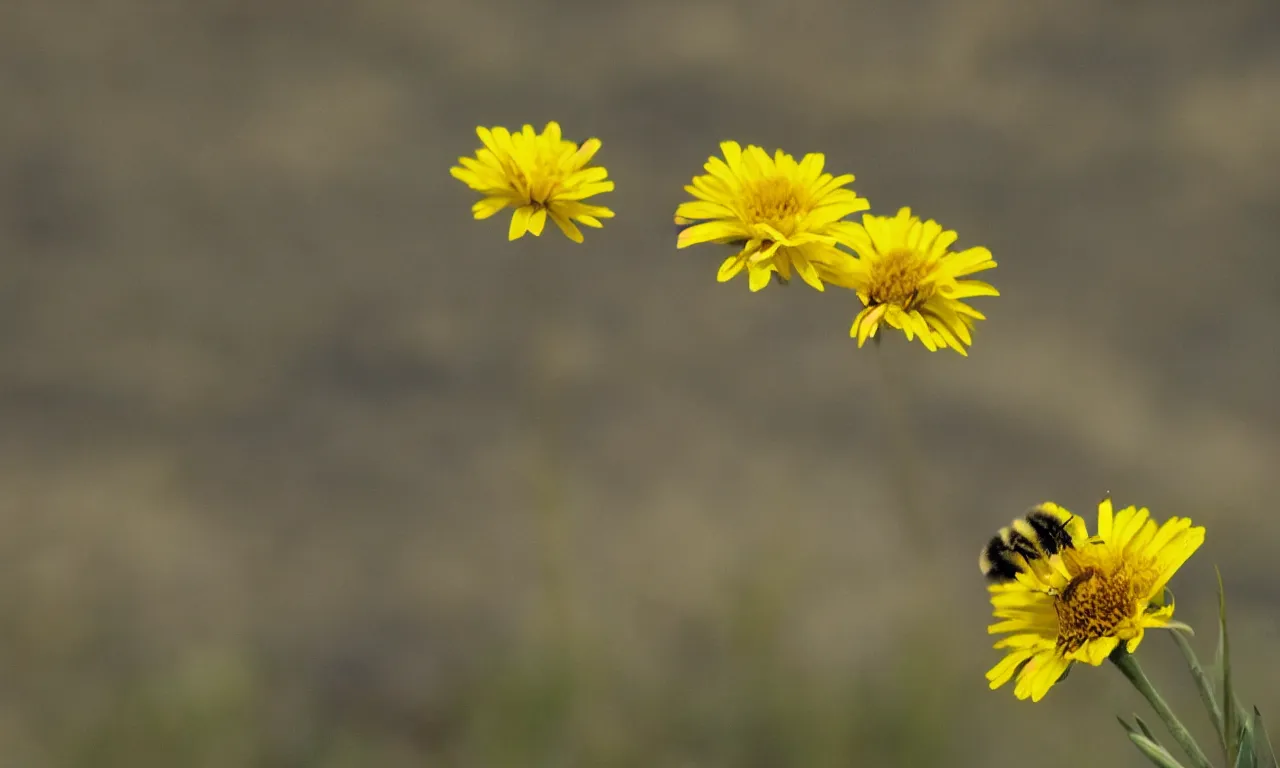 Prompt: a fluffy bee pollinating a yellow daisy, cliffs of moir visible in background. close up photograph, shallow depth of field, overcast day, kodachrome, mid angle