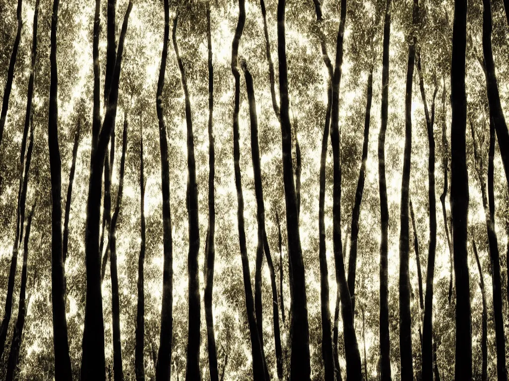 Image similar to double exposure photograph of tens of eucalyptus trees, strong back light, autumn, in the style of edward steichen and klee,