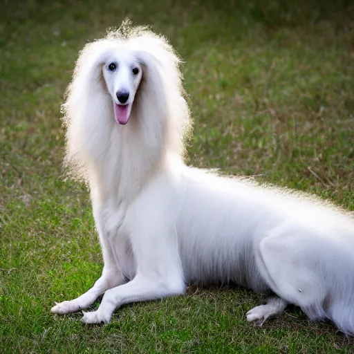 Image similar to A Borzoi Dog using a crown (EOS 5DS R, ISO100, f/8, 1/125, 84mm, postprocessed)