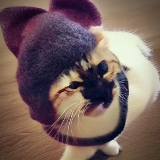 Image similar to cute cat photo licking tongue, wearing wool hat cat ears