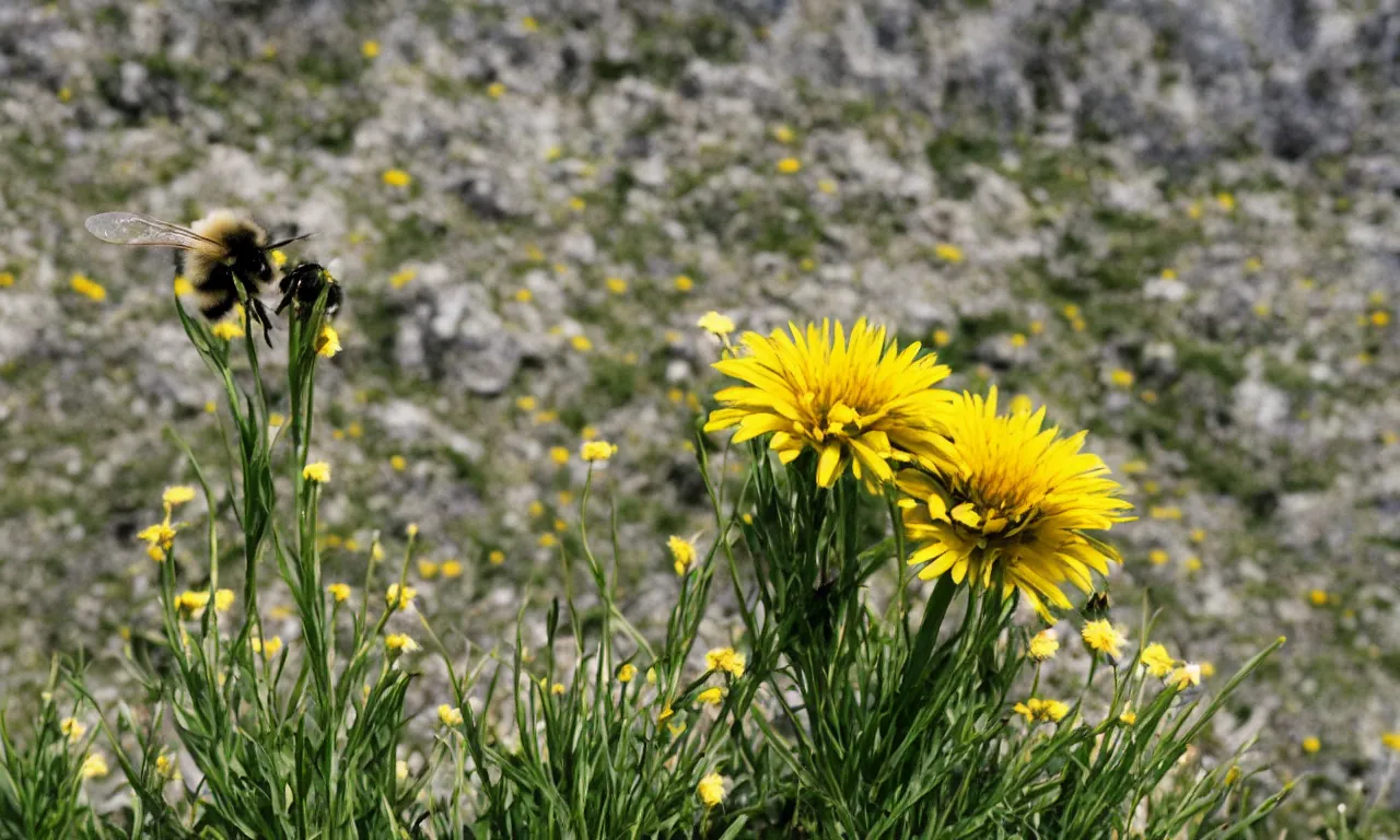 Prompt: a fluffy bee pollinating a yellow daisy, cliffs of moir visible in background. close up photograph, shallow depth of field, overcast day, kodachrome, mid angle