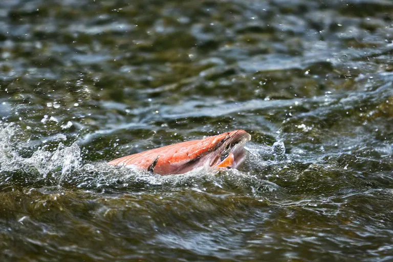 Image similar to a close - up photograph of a salmon with it's mouth open jumping out of the water. national geographic, fast shutter speed, 5 0 mm