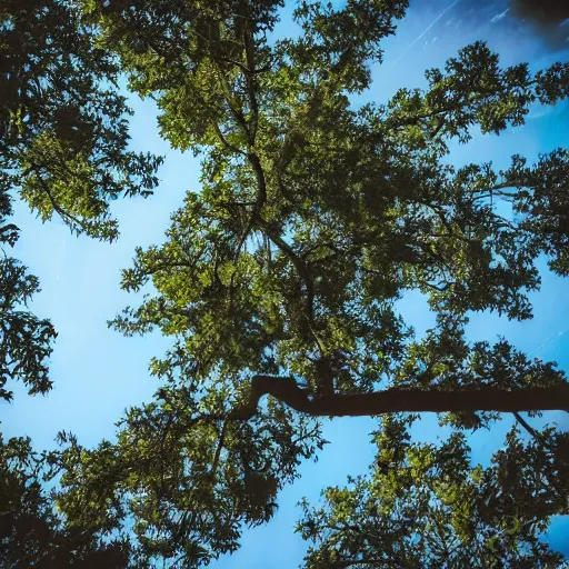 Prompt: tree from the street level, cinematic angle, upward perspective