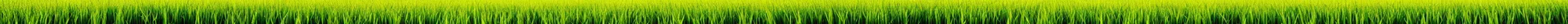Prompt: grass