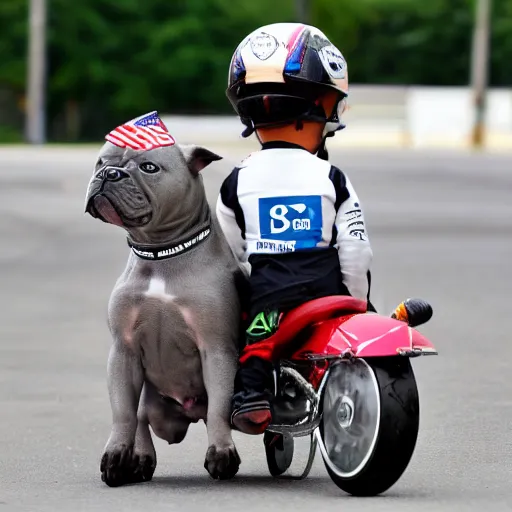 Prompt: Gray American Bully Dog riding a motorcycle wearing Lewis Hamilton Mercedes Petronas merchandise