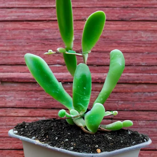 Image similar to dead jade plant