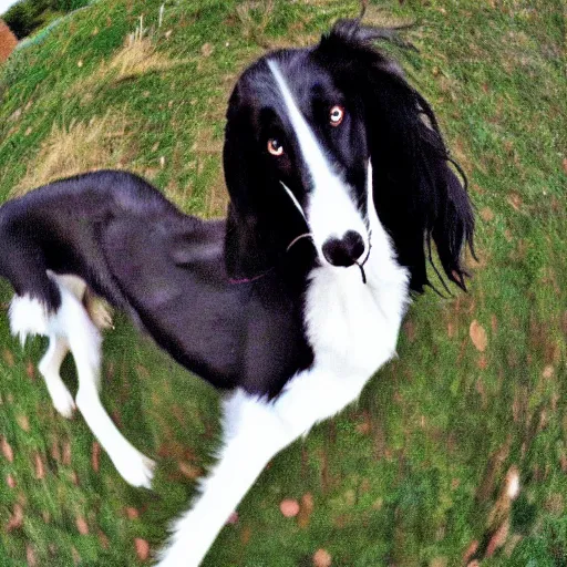 Image similar to fisheye lens photo of a borzoi