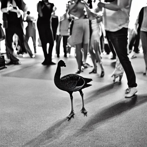 Prompt: a goose on a crowded dance floor, trying to fit in, photorealistic, slow shutterspeed