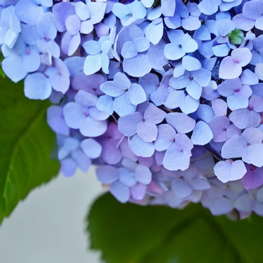 Prompt: toes peaking out from under a hydrangea bush