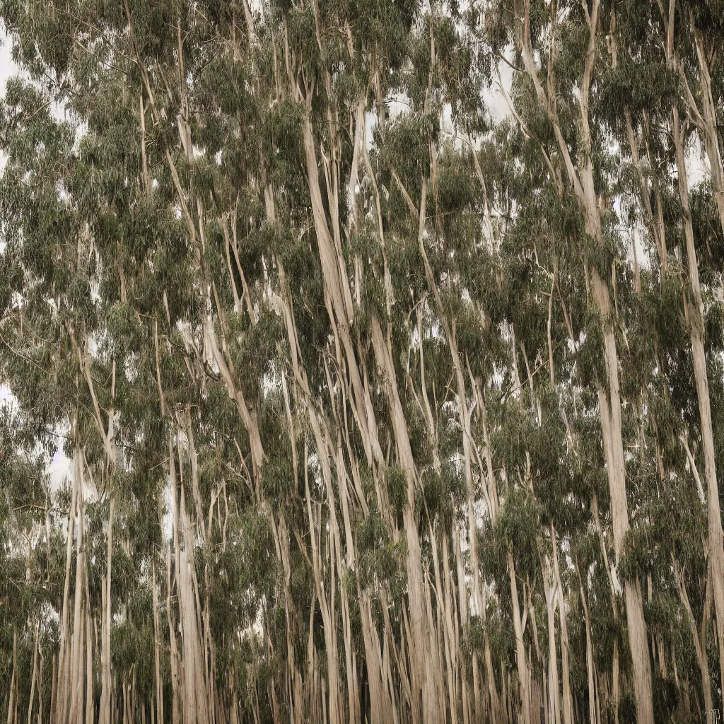 Image similar to long exposure photograph of eucalyptus trees, strong wind, back light, dslr, photographed by julie blackmon